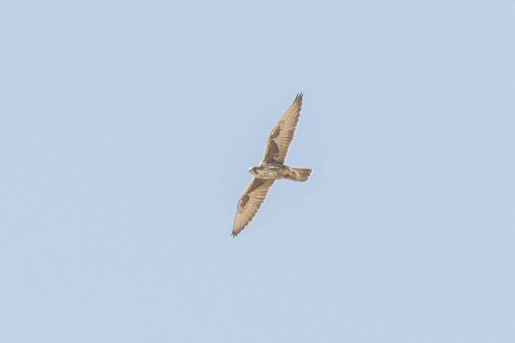 Lanner Falcon